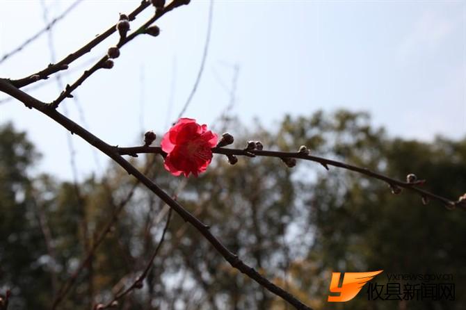 漫步攸县 找寻樱花