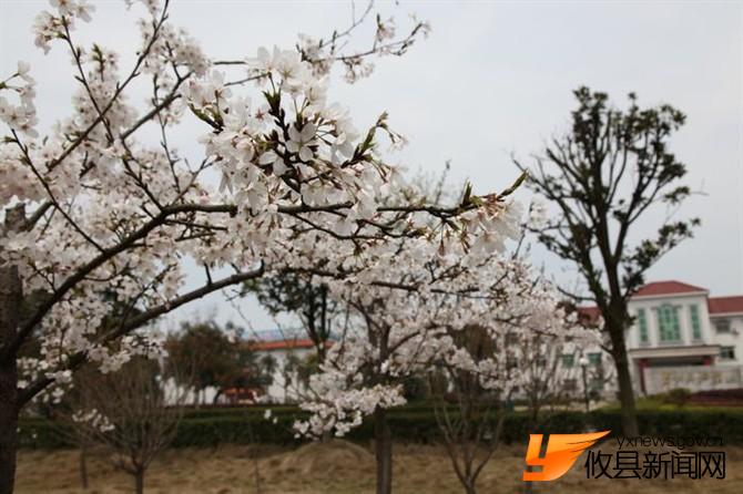 漫步攸县 找寻樱花