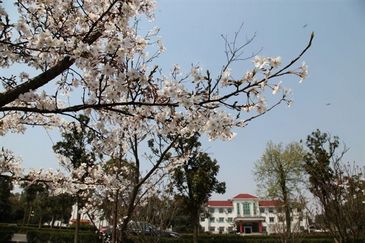 漫步攸县 找寻樱花