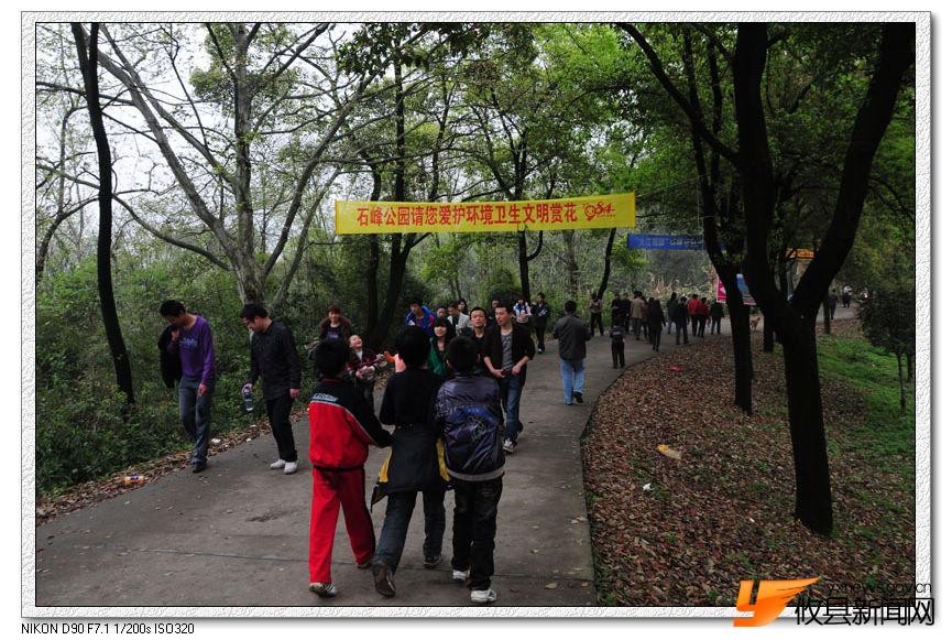 樱海中的众生相