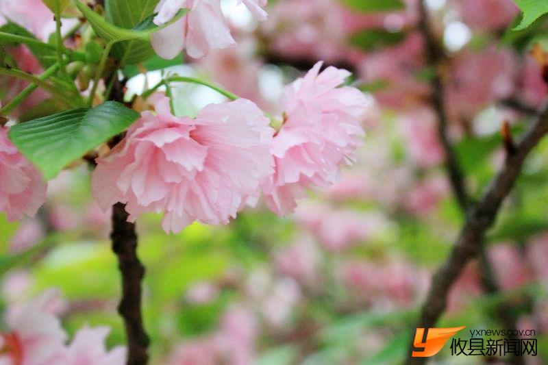 又见花团锦簇