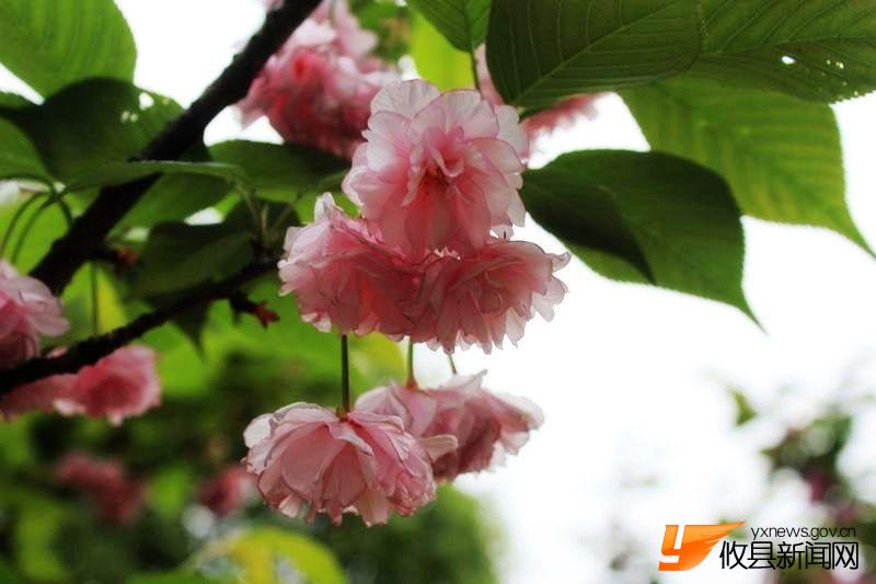 又见花团锦簇