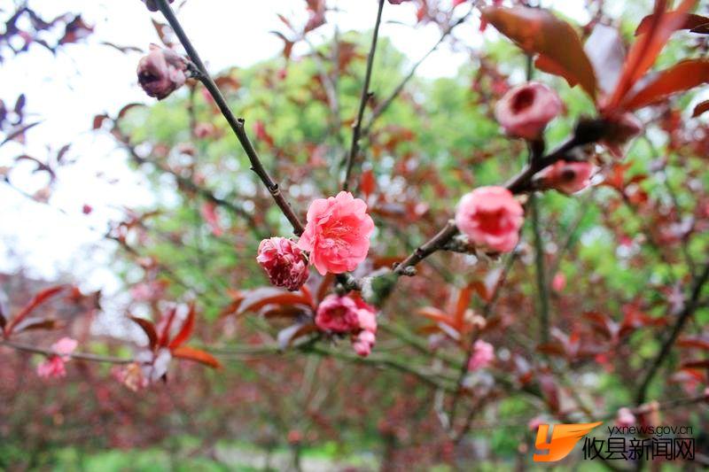 又见花团锦簇