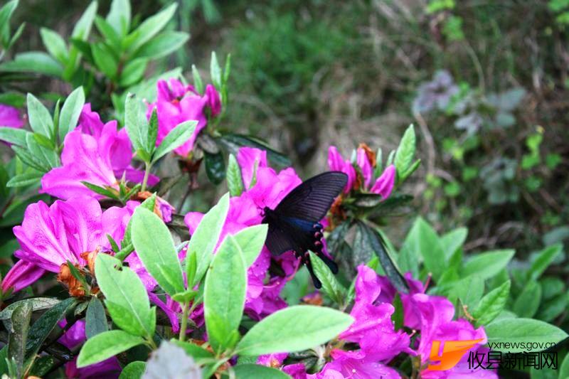 又见花团锦簇