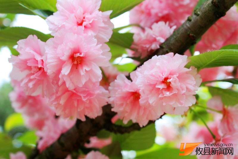 又见花团锦簇