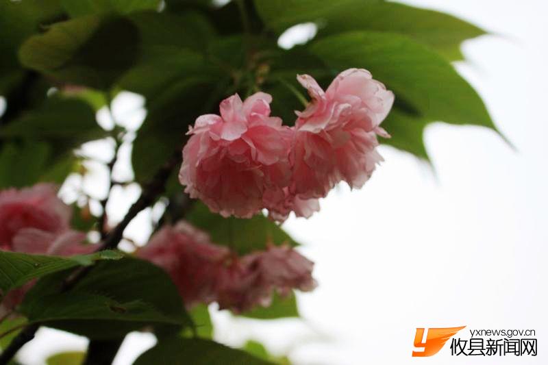 又见花团锦簇