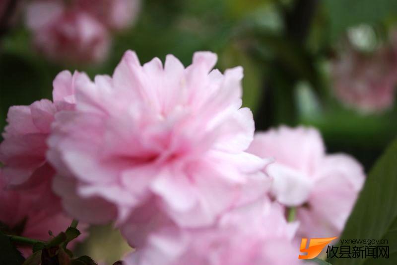 又见花团锦簇