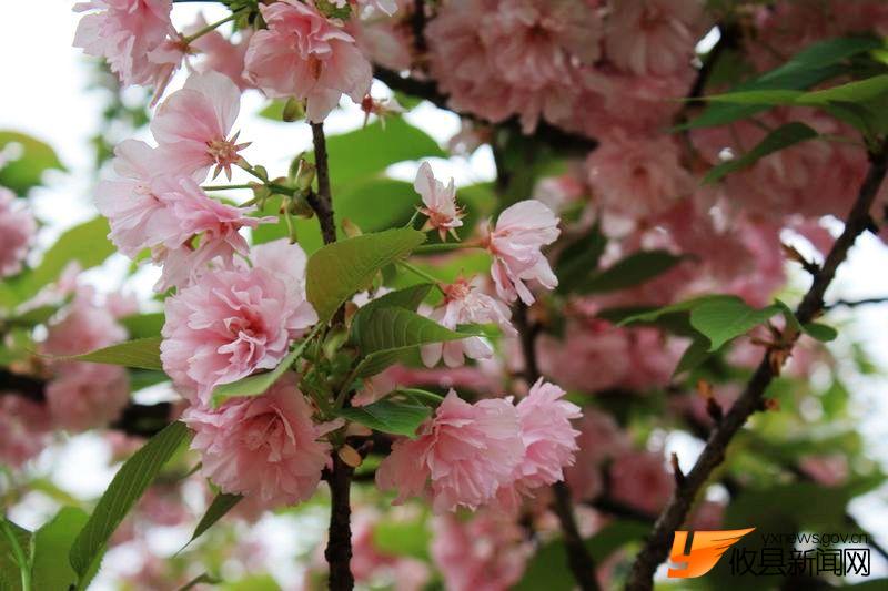 又见花团锦簇