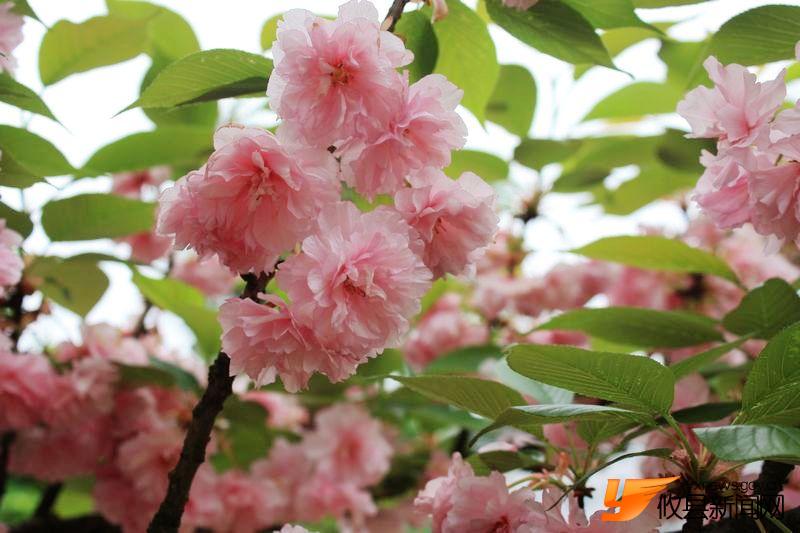 又见花团锦簇