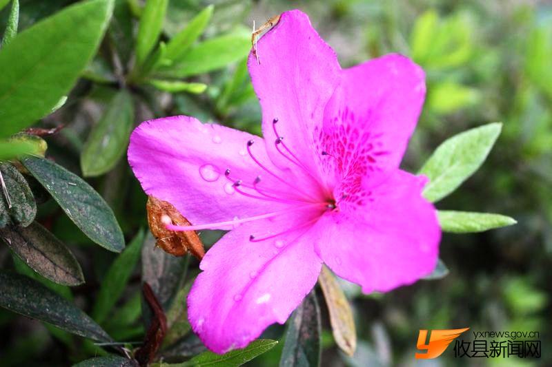 又见花团锦簇