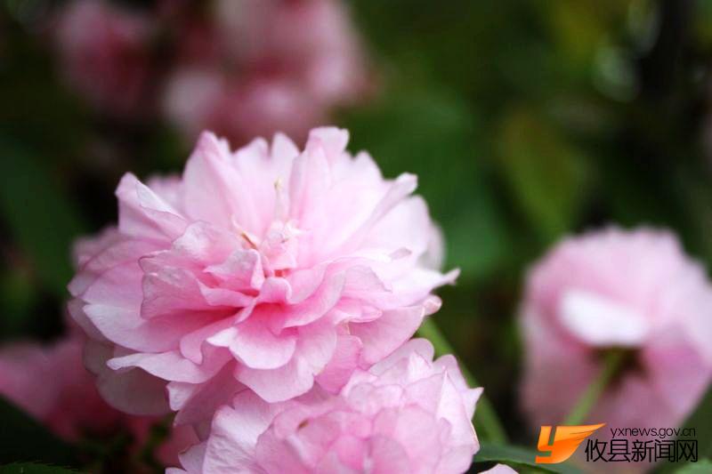 又见花团锦簇