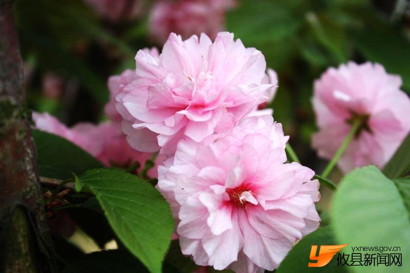 又见花团锦簇
