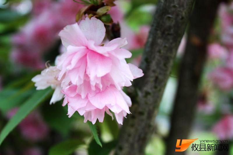 又见花团锦簇