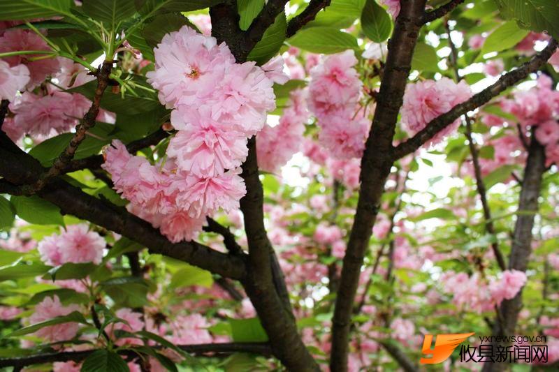 又见花团锦簇