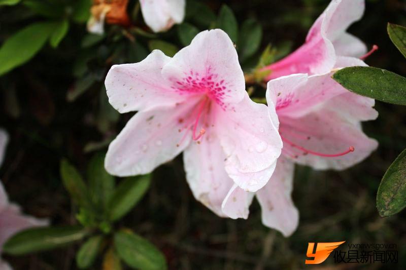 又见花团锦簇