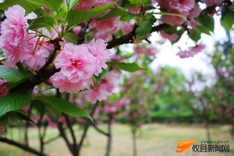 又见花团锦簇