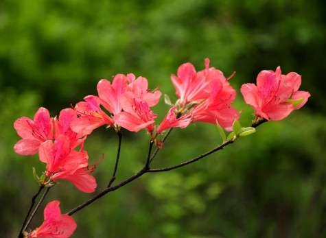 家乡的杜鹃花
