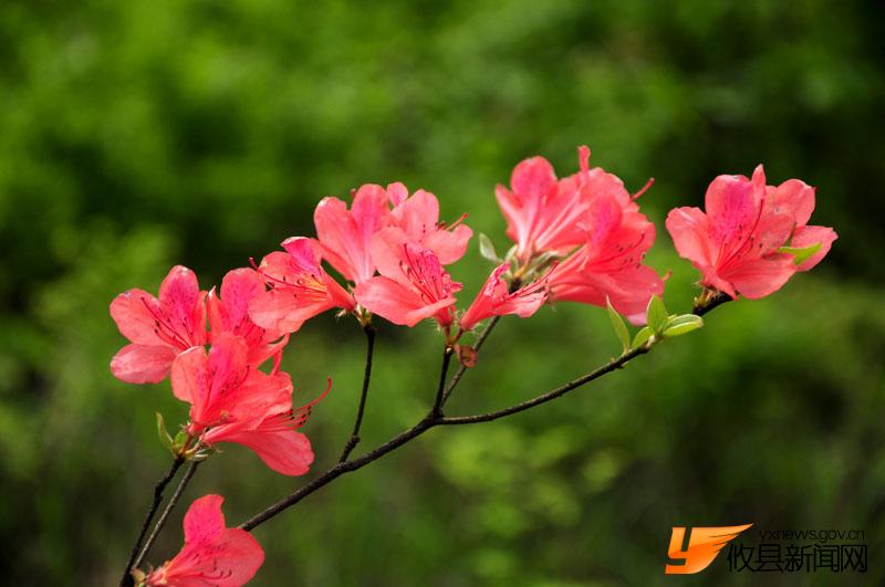 家乡的杜鹃花