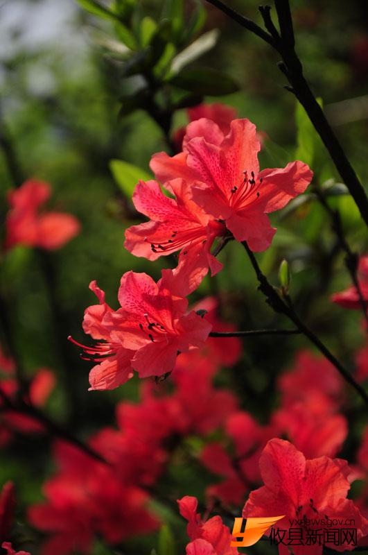 家乡的杜鹃花