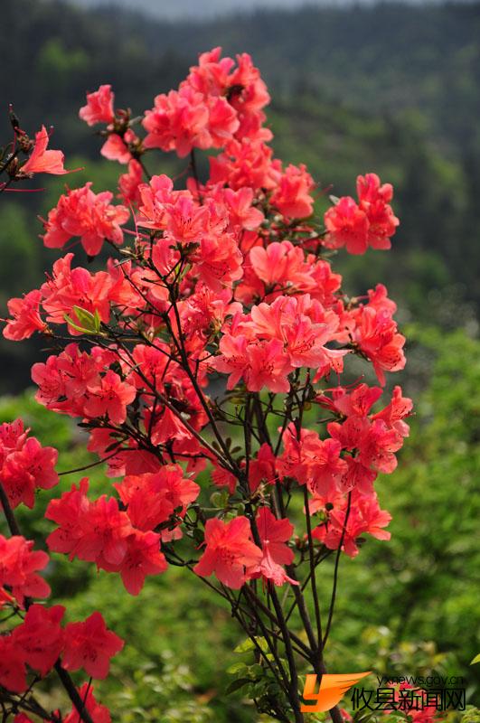 家乡的杜鹃花