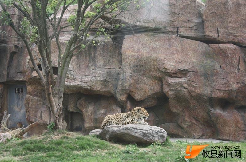 猜猜都是些啥动物？