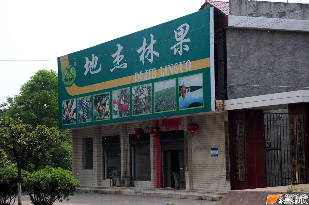 地杰山庄的枇杷熟了