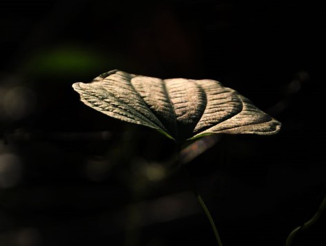 原生态的楠竹江风光