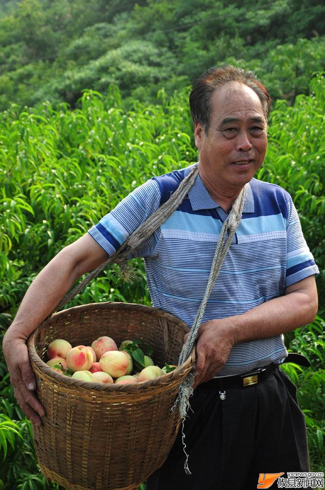 鸭塘铺的水蜜桃