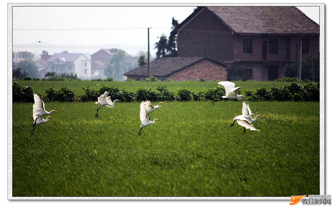 白鹭飞舞
