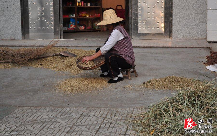 张素珍摄影：秋收