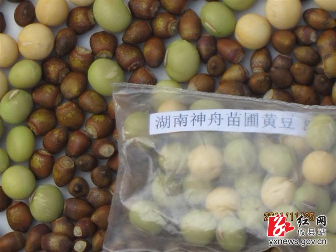 “神八”搭载攸县红豆杉种子返乡 将进行培育试验