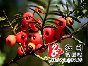 “神八”搭载攸县红豆杉种子返乡 将进行培育试验