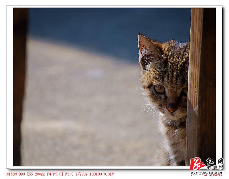 【张立峰摄影】小花猫