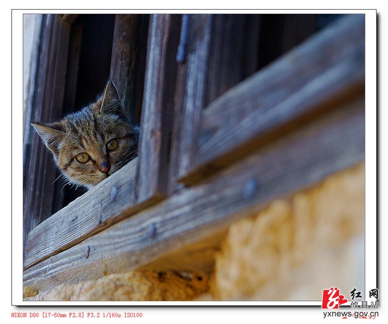 【张立峰摄影】小花猫