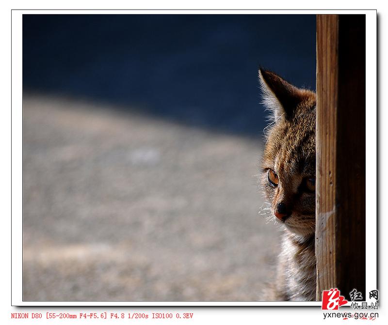 【张立峰摄影】小花猫