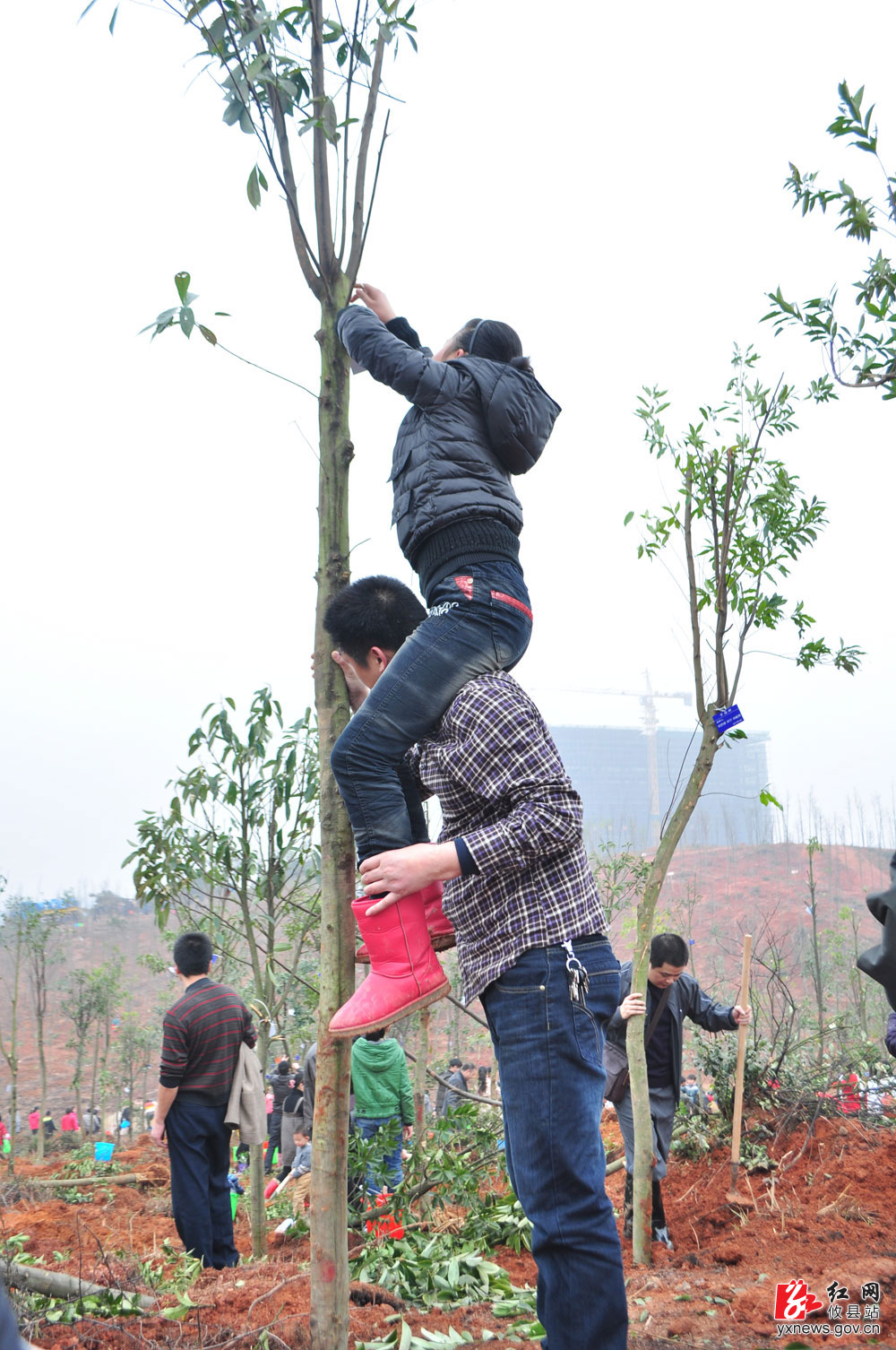 同栽幸福树 共建文明城