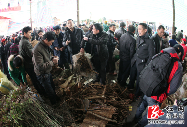 【刘浴辉摄影】安仁赶春分实拍