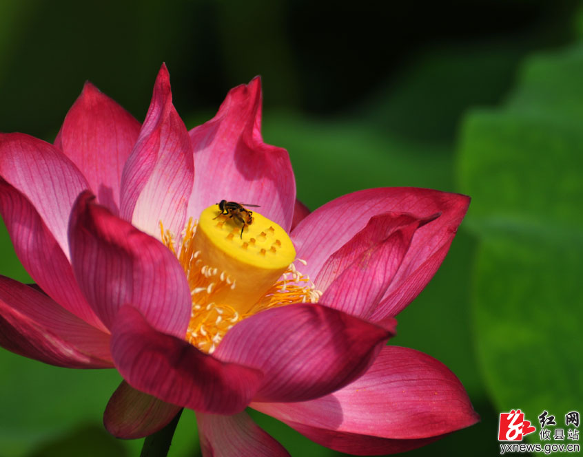 【丁湖摄影】家乡的荷花