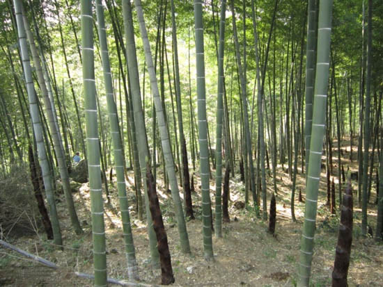 莲塘坳楠竹产业