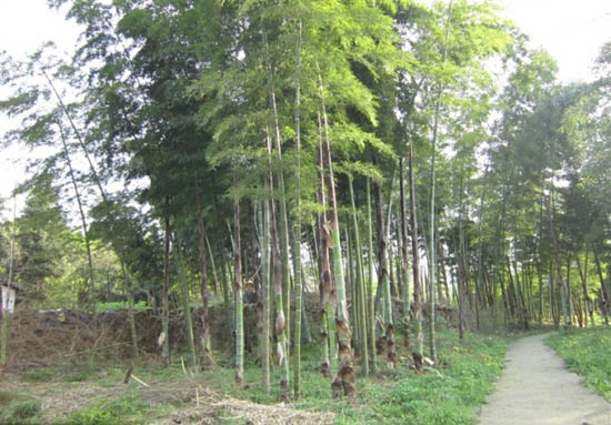莲塘坳楠竹产业