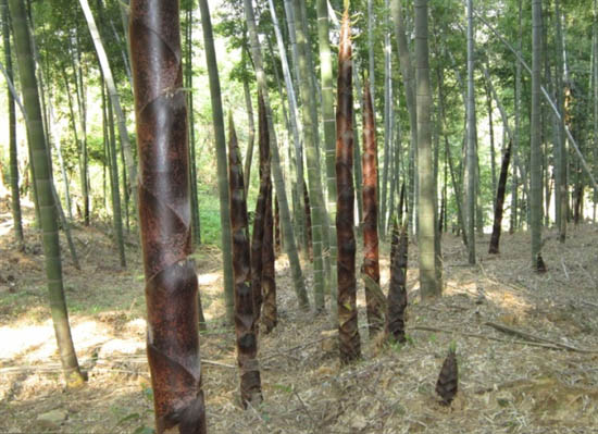 莲塘坳楠竹产业
