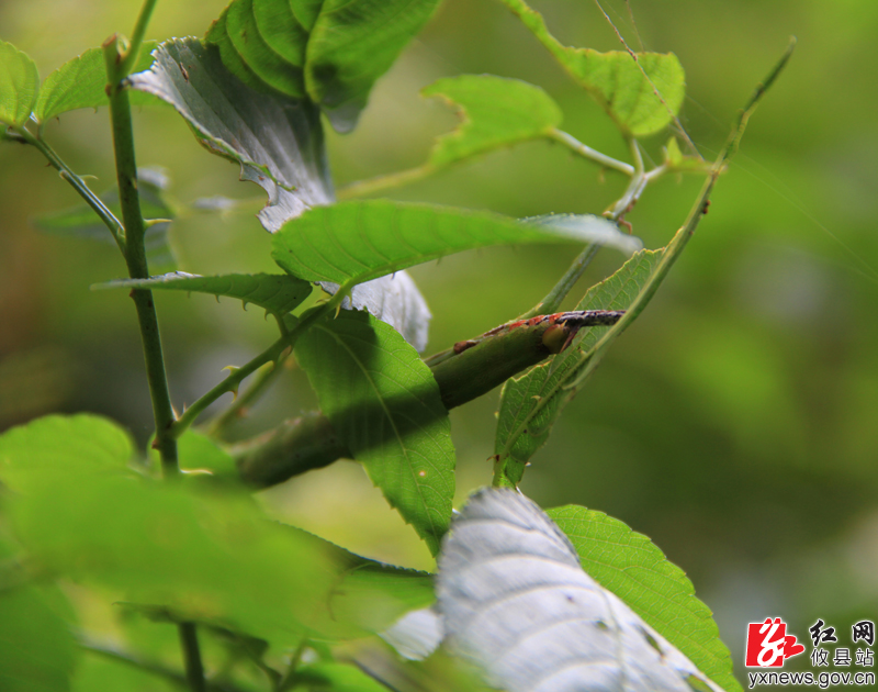 【陈轶锋摄影】大山里的动物世界