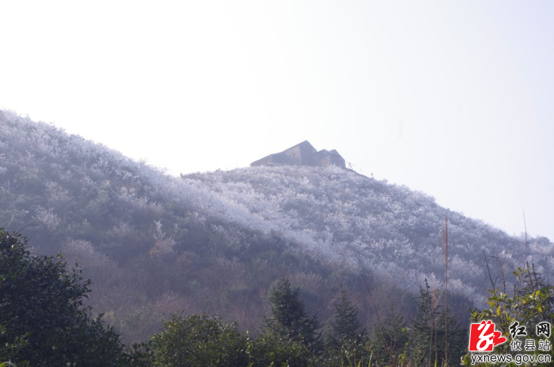 蓬莱仙，雾松景如画