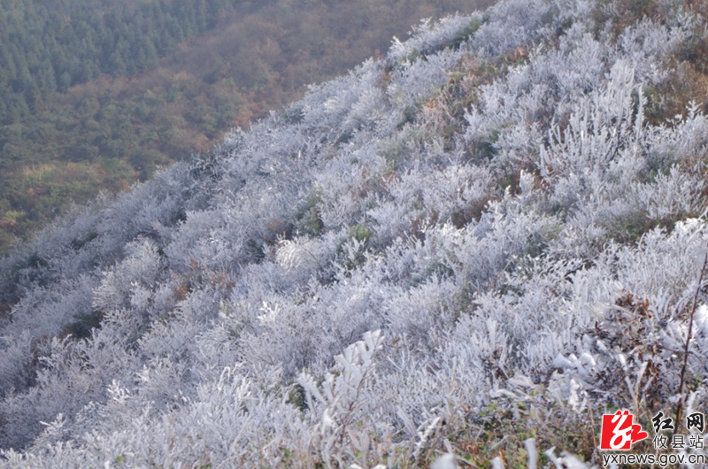 蓬莱仙，雾松景如画