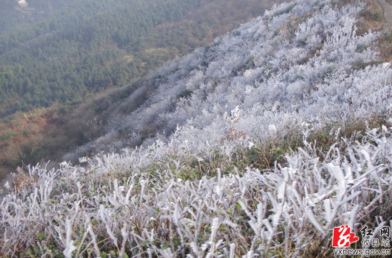 蓬莱仙，雾松景如画