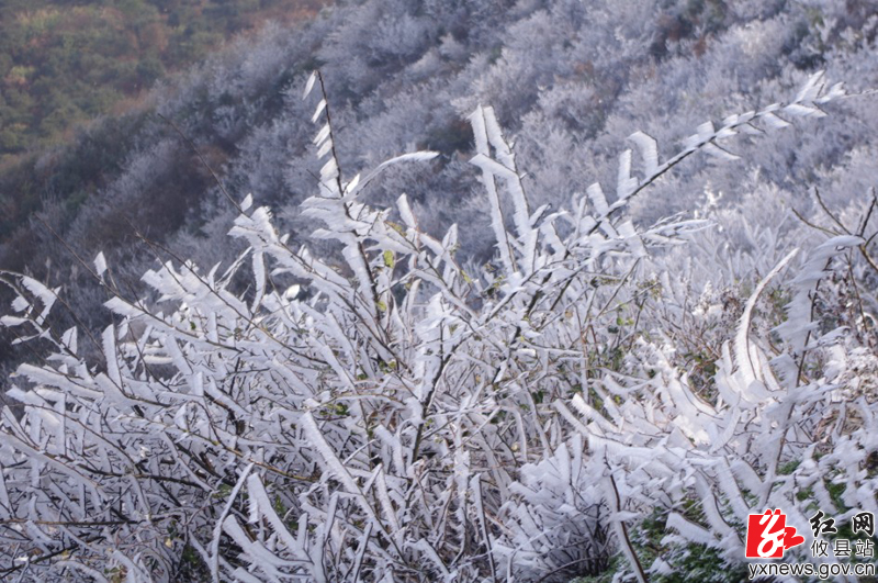 蓬莱仙，雾松景如画