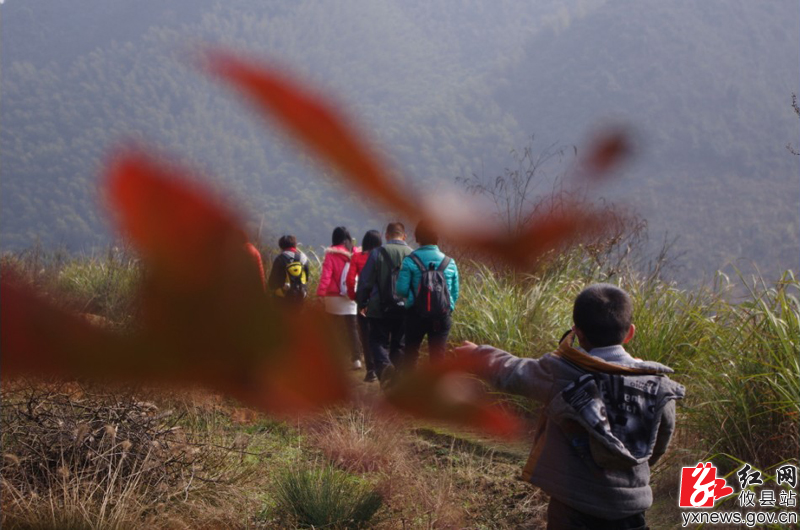 蓬莱仙，雾松景如画