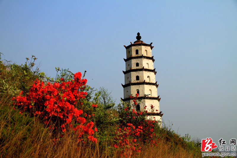 【陈轶锋摄影】马鞍山上杜鹃红