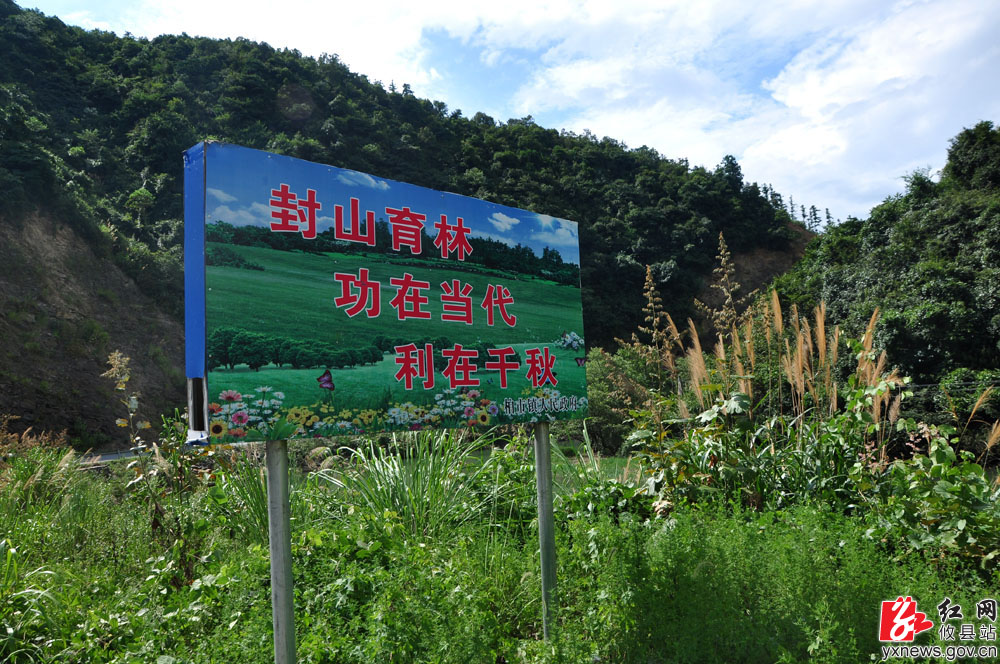 【丁湖摄影】绿色柏市