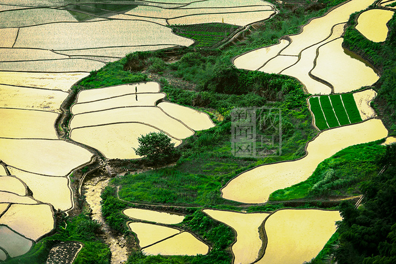 “攸县就是个好地方”摄影大赛作品展示：《稻田晨曲》